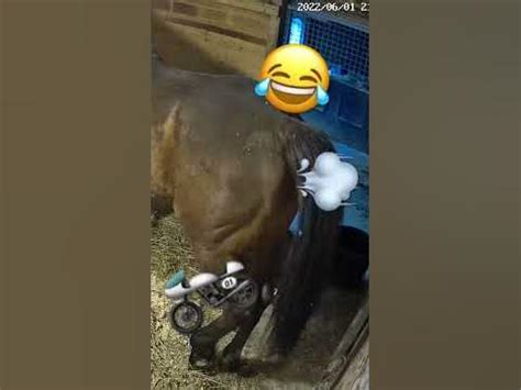 Compilation active horse sex with assistant .